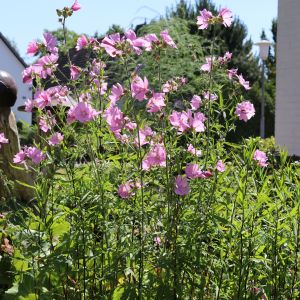 Rosenpappel / Malve 'Fastigiata' Rosenpappel / Malve 'Fastigiata'