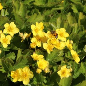 Waldsteinie / Dreiblatt Golderdbeere Waldsteinie / Dreiblatt Golderdbeere