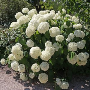 Ballhortensie 'Annabelle' Ballhortensie 'Annabelle'