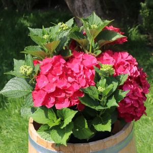 Ballhortensie 'Masja' / 'Sibilla' (rot) Ballhortensie 'Masja' / 'Sibilla' (rot)