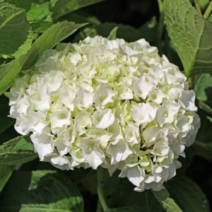 Bauernhortensie weiß Bauernhortensie weiß