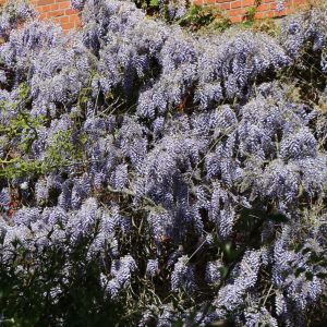 Blauregen / Glyzine / Wisterie / Chinesischer Blauregen Blauregen / Glyzine / Wisterie / Chinesischer Blauregen