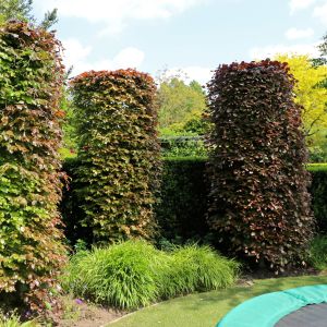 Blutbuche 'Purpurea' Blutbuche 'Purpurea'