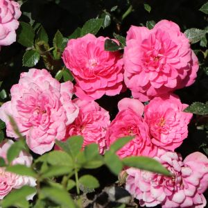 Bodendecker-Rose 'Knirps' ® Bodendecker-Rose 'Knirps' ®