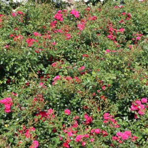 Bodendeckerrose 'Gärtnerfreude' ® / 'Toscana' ® Bodendeckerrose 'Gärtnerfreude' ® / 'Toscana' ®