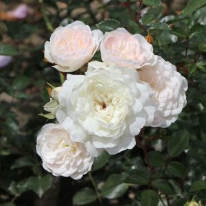 Bodendeckerrose 'Sea Foam' ® Bodendeckerrose 'Sea Foam' ®