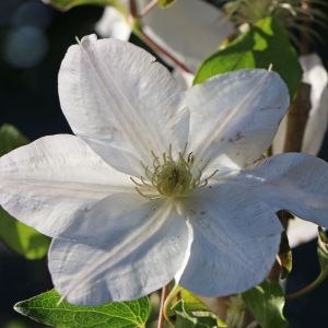 Clematis 'Madame Le Coultre' Clematis 'Madame Le Coultre'