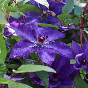 Clematis 'The President' Clematis 'The President'