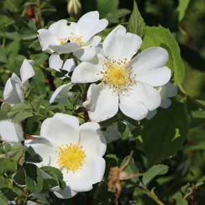 Dünenrose / Bibernellrose Dünenrose / Bibernellrose
