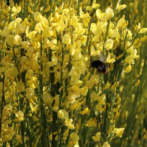 Elfenbein-Ginster 'Allgold' Elfenbein-Ginster 'Allgold'