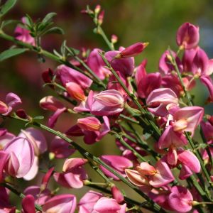 Elfenbeinginster 'Hollandia' Elfenbeinginster 'Hollandia'