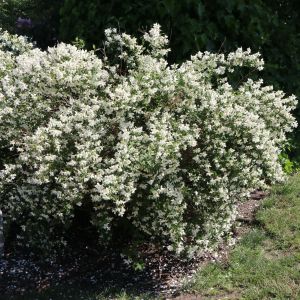 Europäischer Pfeifenstrauch / Bauernjasmin Europäischer Pfeifenstrauch / Bauernjasmin