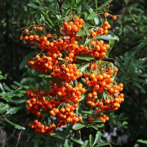 Feuerdorn 'Orange Glow' Feuerdorn 'Orange Glow'