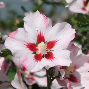 Garteneibisch 'Hamabo' Garteneibisch 'Hamabo'