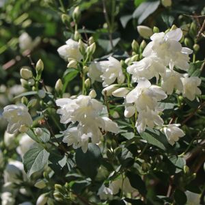 Gefüllter Gartenjasmin / Pfeifenstrauch 'Schneesturm' Gefüllter Gartenjasmin / Pfeifenstrauch 'Schneesturm'