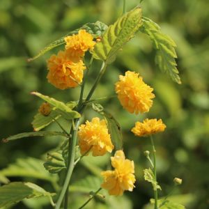 Gefüllter Ranunkelstrauch / Kerrie 'Pleniflora' Gefüllter Ranunkelstrauch / Kerrie 'Pleniflora'
