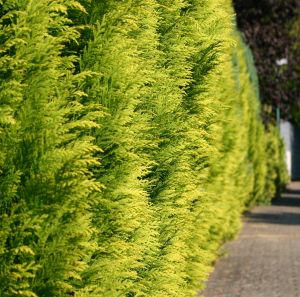 Gelbe Gartenzypresse 'Stardust' Gelbe Gartenzypresse 'Stardust'