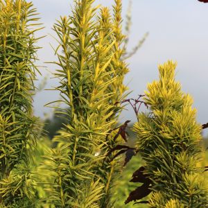 Gelbe Säuleneibe 'Fastigiata Aureomarginata' Gelbe Säuleneibe 'Fastigiata Aureomarginata'