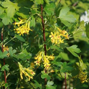 Goldjohannisbeere Goldjohannisbeere