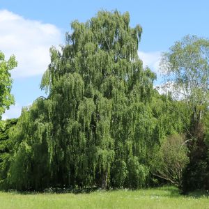 Hängebirke / Sandbirke / Weißbirke Hängebirke / Sandbirke / Weißbirke