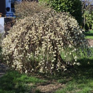Hängende Kätzchenweide 'Pendula' / 'Kilmarnock' Hängende Kätzchenweide 'Pendula' / 'Kilmarnock'