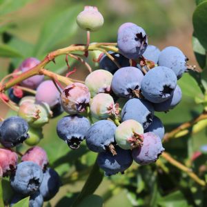 Heidelbeere 'Bluecrop' Heidelbeere 'Bluecrop'