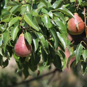 Herbstbirne 'Clapps Liebling' Herbstbirne 'Clapps Liebling'