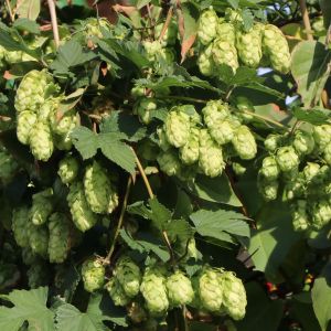 Hopfen Hopfen