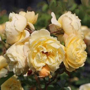 Bodendeckerrose 'Sonnenschirm' ® Bodendeckerrose 'Sonnenschirm' ®