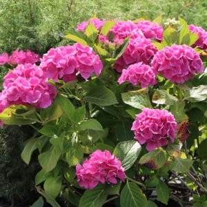 Ballhortensie (rosa) Ballhortensie (rosa)