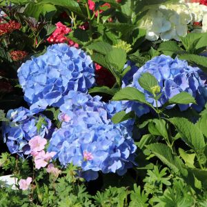 Ballhortensie (Blau) Ballhortensie (Blau)