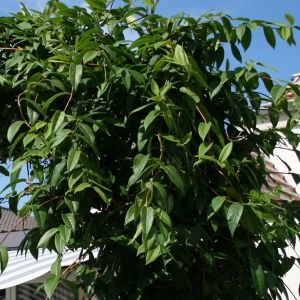 Immergrünes Geißblatt / Geißschlinge Immergrünes Geißblatt / Geißschlinge