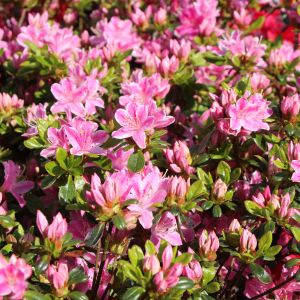 Japanische Azalee 'Kermesina Rosé' Japanische Azalee 'Kermesina Rosé'