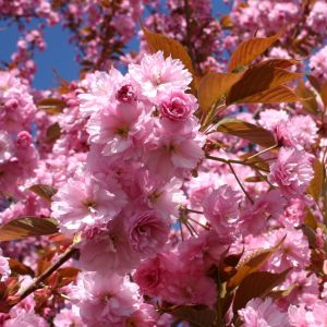 Japanische Nelkenkirsche 'Kanzan' Japanische Nelkenkirsche 'Kanzan'