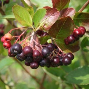 Kahle Apfelbeere / Schwarze Apfelbeere Kahle Apfelbeere / Schwarze Apfelbeere