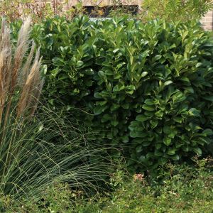 Kirschlorbeer / Lorbeerkirsche 'Caucasica' Kirschlorbeer / Lorbeerkirsche 'Caucasica'