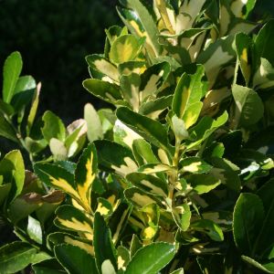Kriechspindel 'Blondy' ® Kriechspindel 'Blondy' ®