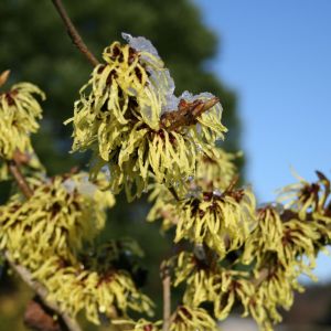 Lichtmess Zaubernuss 'Pallida' Lichtmess Zaubernuss 'Pallida'