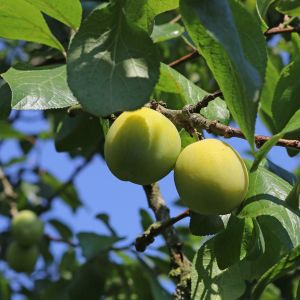Pflaume 'Oullins Reneklode' / Eierpflaume Pflaume 'Oullins Reneklode' / Eierpflaume