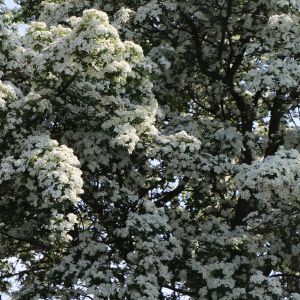 Pflaumenblättrigen Weißdorn Pflaumenblättrigen Weißdorn