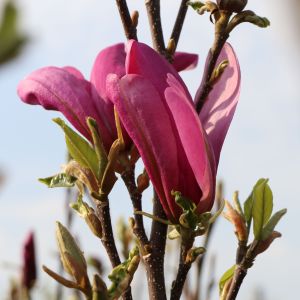 Purpur-Magnolie 'Susan' Purpur-Magnolie 'Susan'