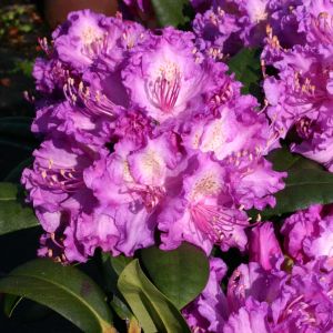 Rhododendron 'Alfred' Rhododendron 'Alfred'