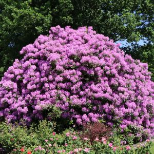 Rhododendron 'Catawbiense Grandiflorum' Rhododendron 'Catawbiense Grandiflorum'