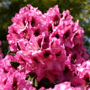 Rhododendron 'Kokardia' ® Rhododendron 'Kokardia' ®
