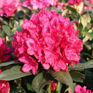 Rhododendron 'Nova Zembla' Rhododendron 'Nova Zembla'