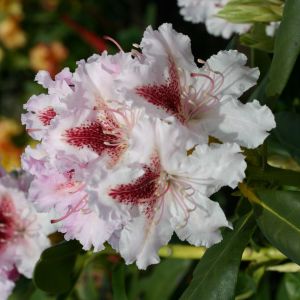 Rhododendron 'Progres' Rhododendron 'Progres'
