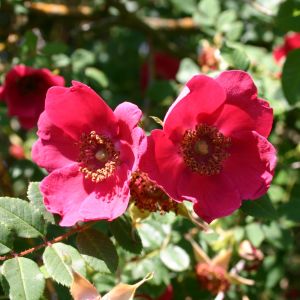 Rote Büschelrose / Mandarin-Rose Rote Büschelrose / Mandarin-Rose