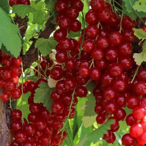 Rote Johannisbeere 'Rovada' Rote Johannisbeere 'Rovada'