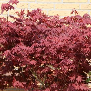 Roter Fächerahorn 'Atropurpureum' Roter Fächerahorn 'Atropurpureum'