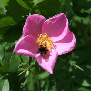 Sandrose / Carolina-Rose / Wiesenrose Sandrose / Carolina-Rose / Wiesenrose
